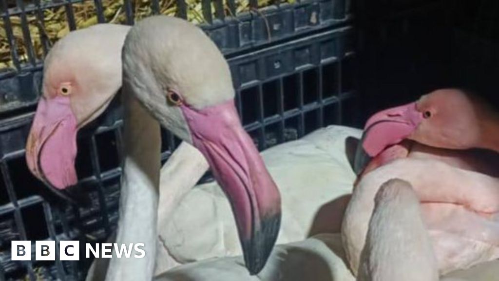 Pink flamingos 'seized from smugglers' in Tunisia