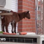 Watch: Goat rescued from fifth-floor flat ledge in Madrid