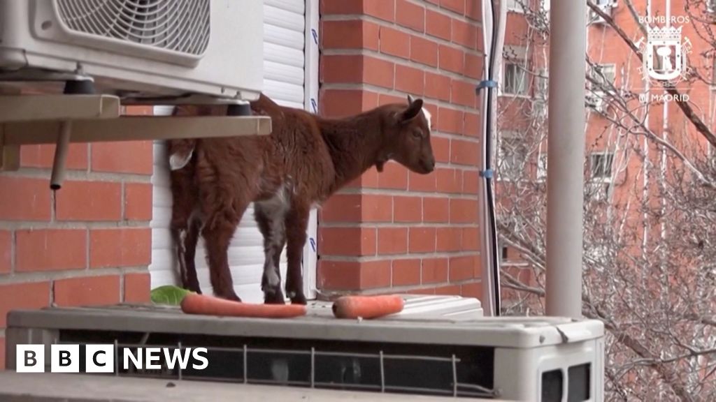 Watch: Goat rescued from fifth-floor flat ledge in Madrid