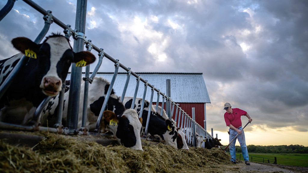 Amid three bird flu strains, Minnesota declares state of emergency