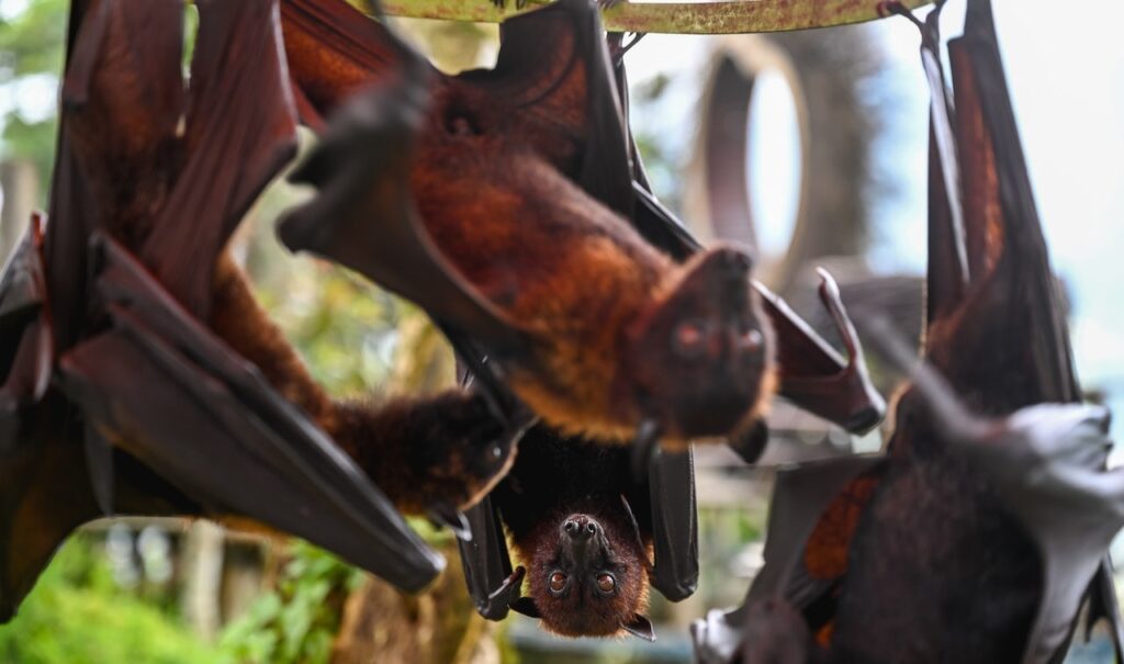 New bat coronavirus discovered in China sparks pandemic concerns