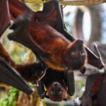 New bat coronavirus discovered in China sparks pandemic concerns