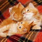 Three cute little orange and white kittens looks up from the folds of a tartan rug