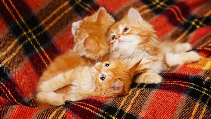 Three cute little orange and white kittens looks up from the folds of a tartan rug