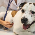 Vet examines a dog