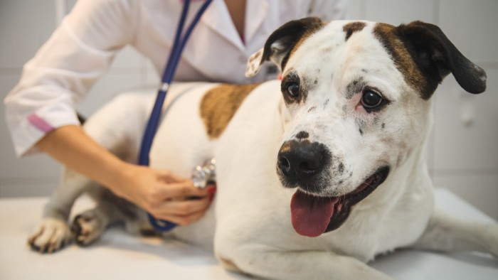 Vet examines a dog