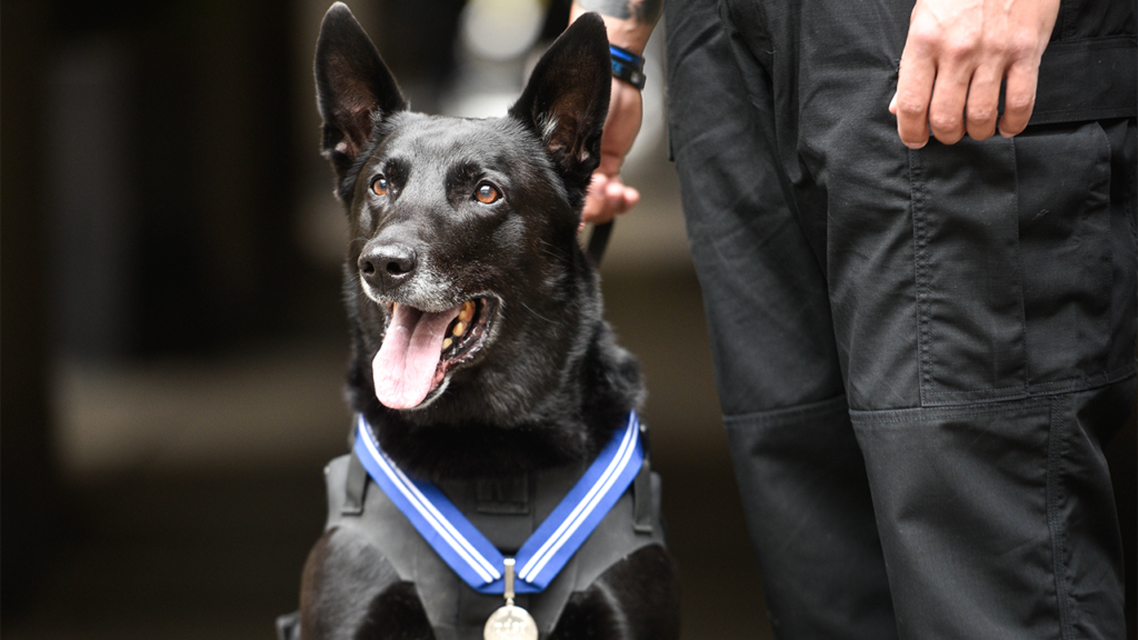 White House Secret Service dog and most decorated K-9 in US history dies