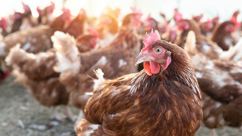 Poultry farmers forces to cull flocks exposed to bird flu