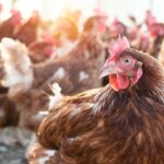 Poultry farmers forces to cull flocks exposed to bird flu