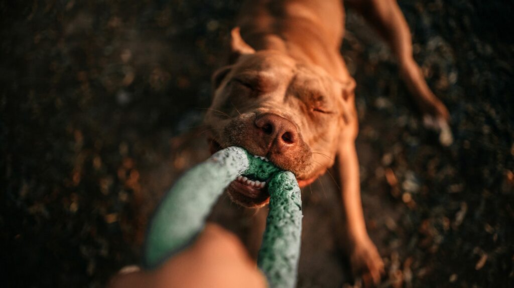 7 truly indestructible dog toys for dogs who destroy all their toys