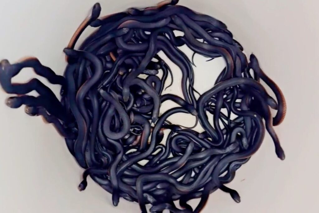 Red- bellied snakes found in Australia.