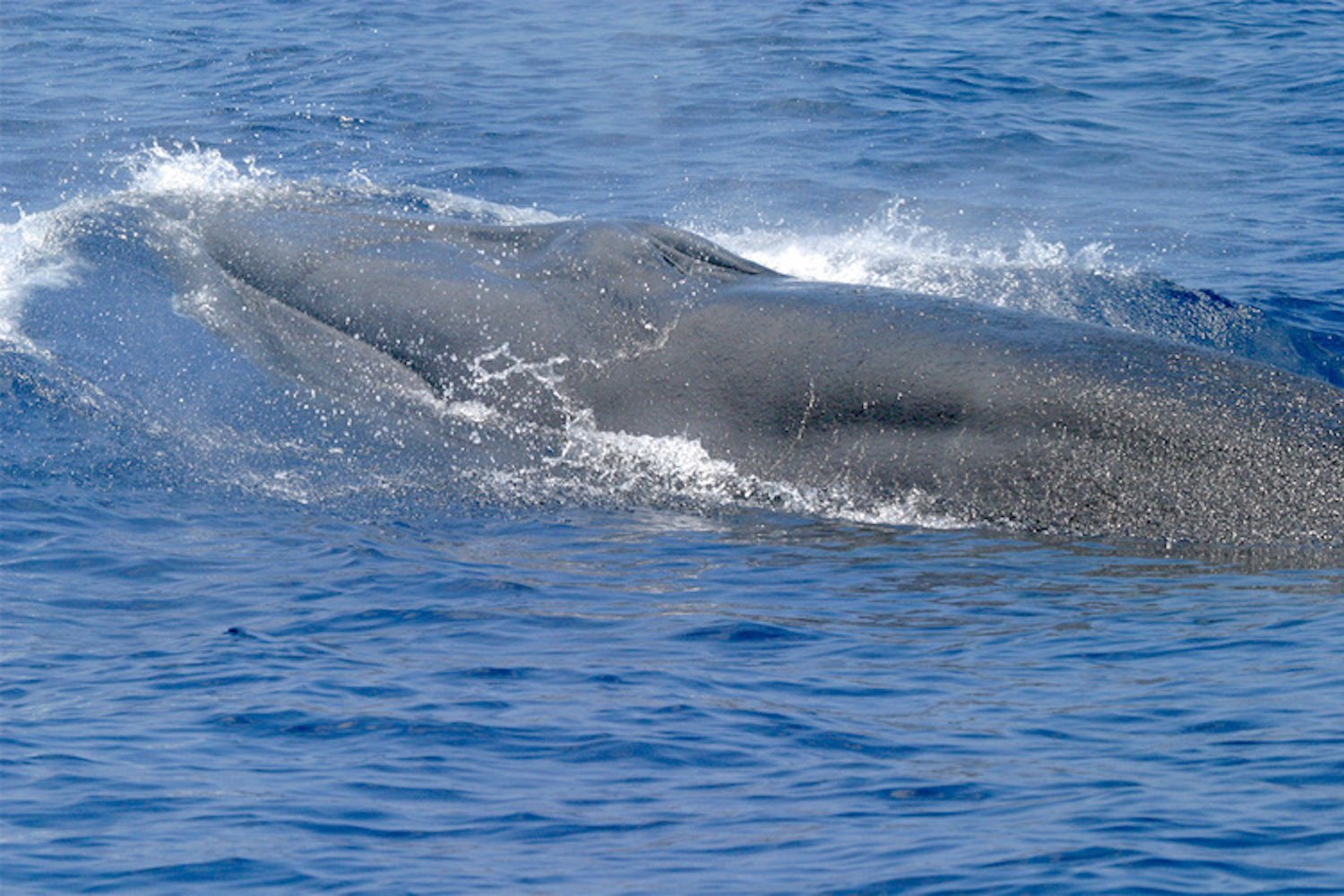 Rice's Whale Noaa Trump