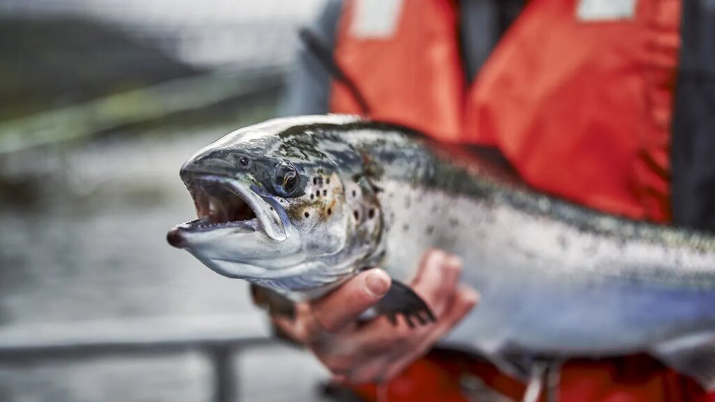 Company to pay cash reward for escaped fish after storm damage