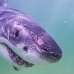 Largest white shark ever caught, tagged pings near Florida coast