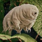 A 3D illustration of a tardigrade.