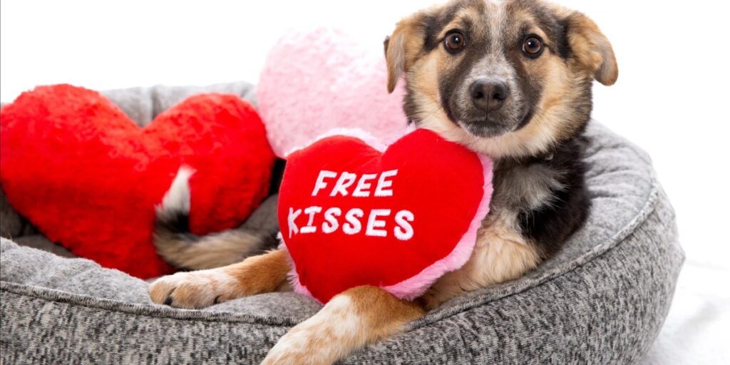 National animal shelter is offering a dog or cat sleepover for Valentine’s Day