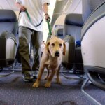 Traveler says dog barked 'nonstop' on 8-hour flight, sparking debate