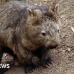 US influencer draws backlash for taking baby wombat from mum