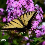 US butterfly populations drop by 22% in two decades, study says