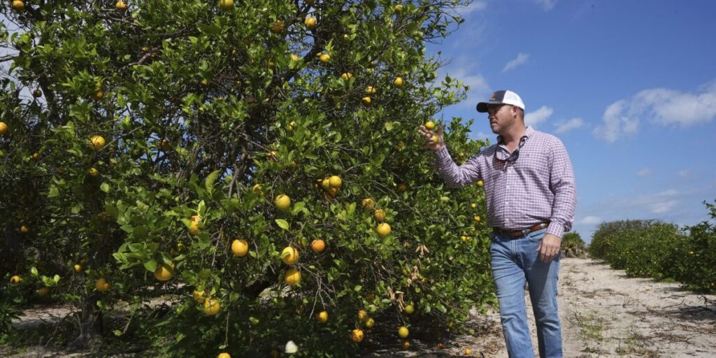 Florida has become such a popular place to move that real-estate developers are building homes on top of orange groves to accommodate the exploding population