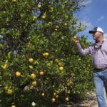 Florida has become such a popular place to move that real-estate developers are building homes on top of orange groves to accommodate the exploding population