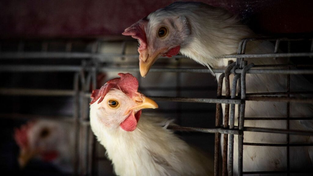 New bird flu outbreak reported in Mississippi, infecting more than 47K chickens