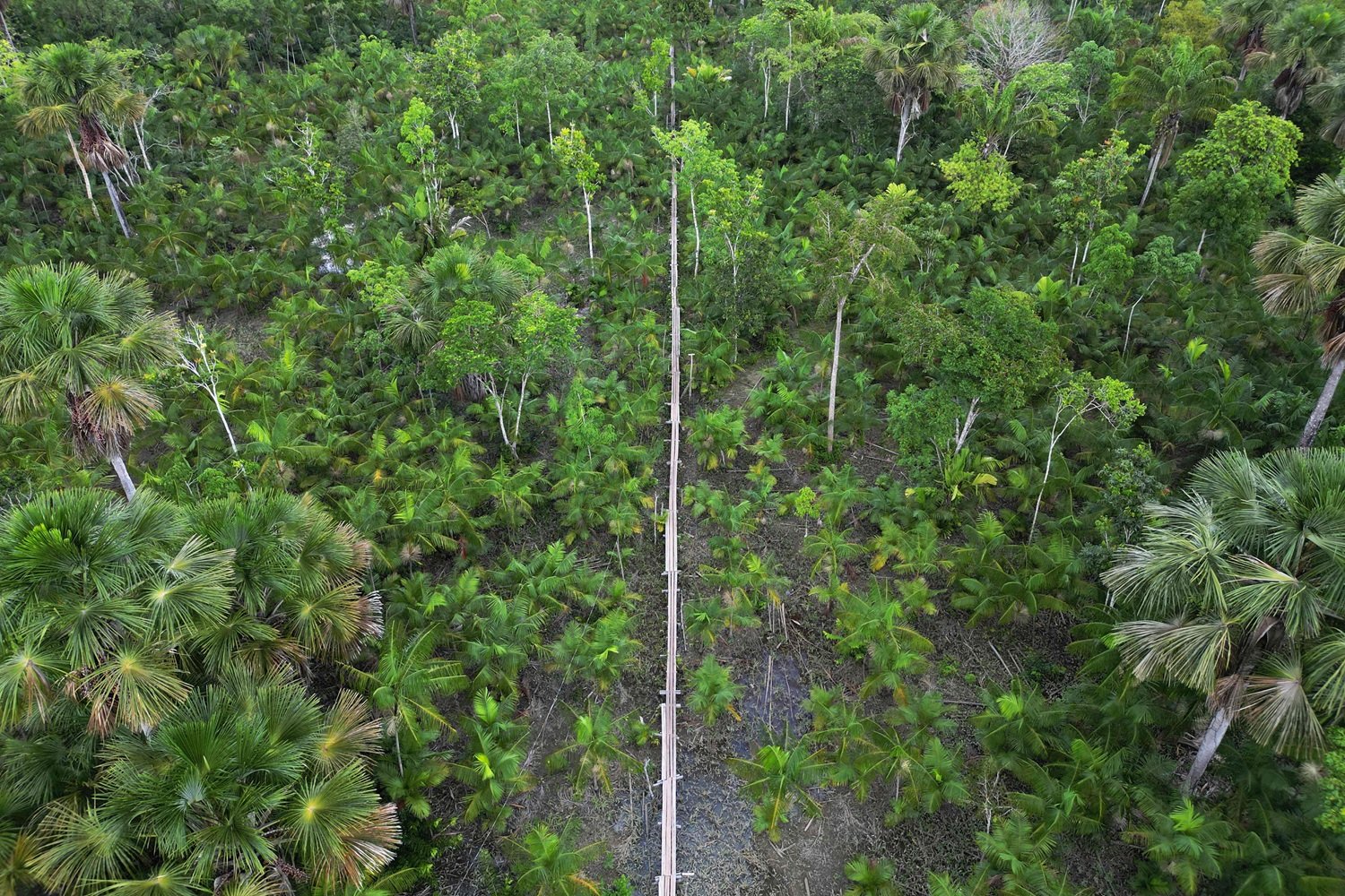 Brazil Agriculture AÇaÍ Palm Tree