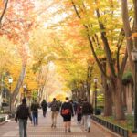 Locust Walk with students in fall, University of Pennsylvania, University City area, Philadelphia, PA, USA