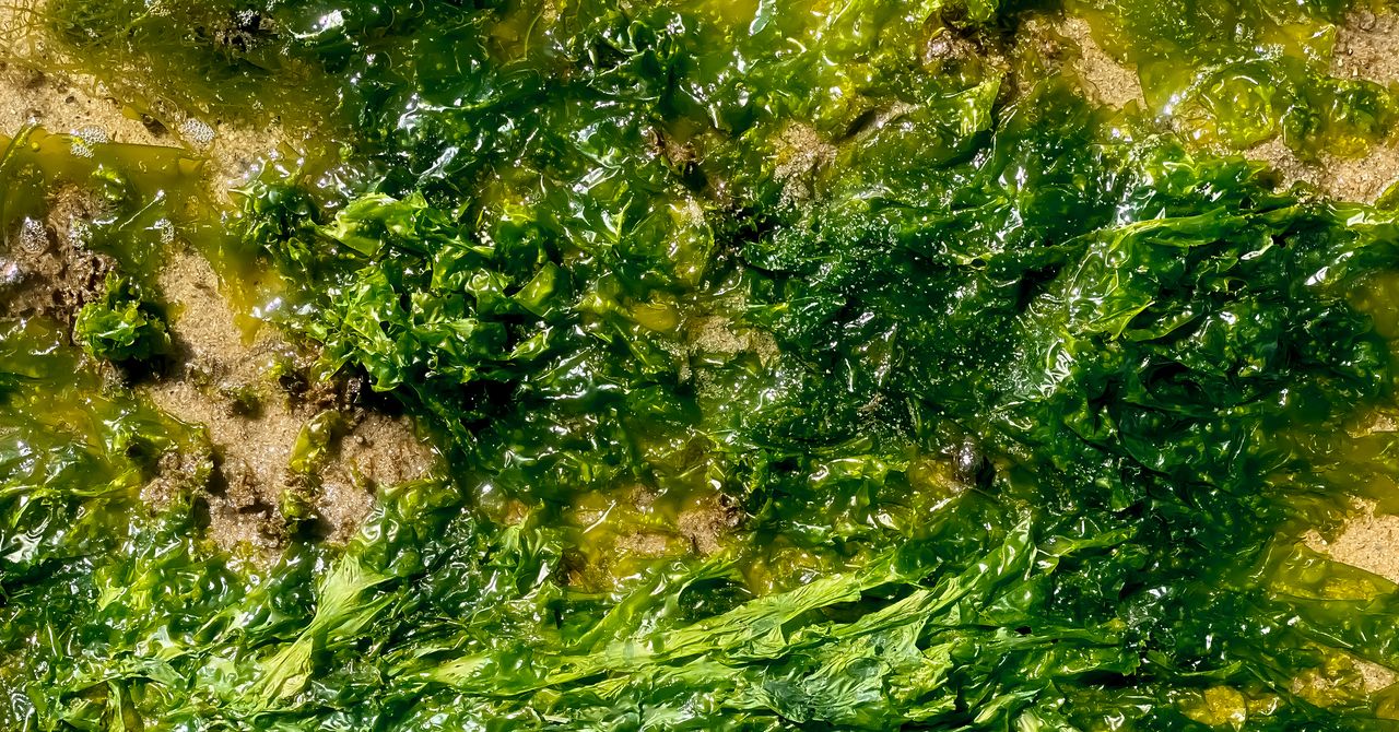 This Goopy Seaweed Slurry Could Make Its Way Into Everything You Eat and Wear