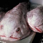 'World's ugliest animal' is NZ's fish of the year