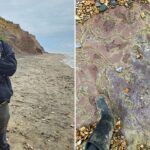 Massive 100-million-year-old dinosaur footprint unearthed on England beach