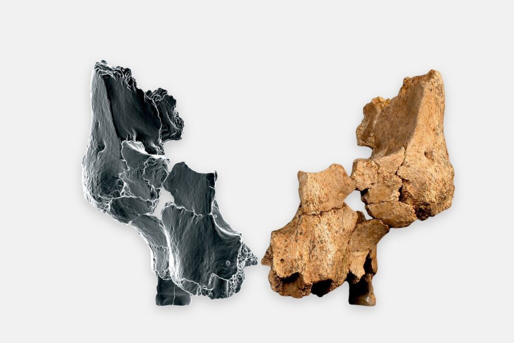 A 3D image and original fossil of a Homo aff. erectus individual found at Sima del Elefante.