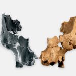 A 3D image and original fossil of a Homo aff. erectus individual found at Sima del Elefante.