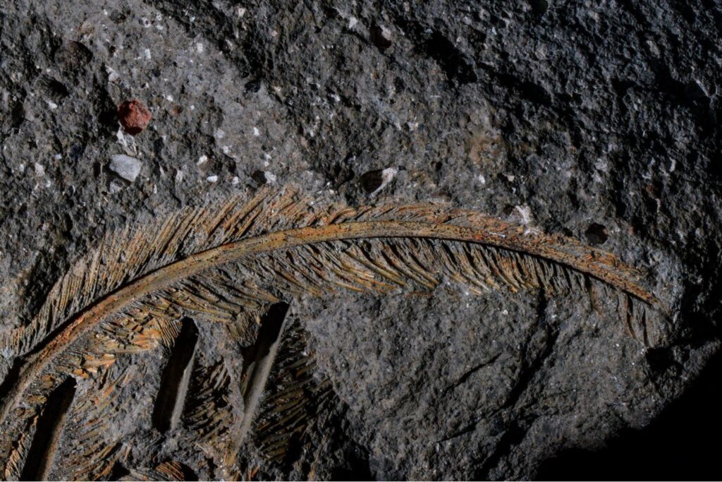 A fossilized feature in volcanic rock.