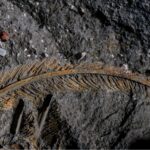 A fossilized feature in volcanic rock.