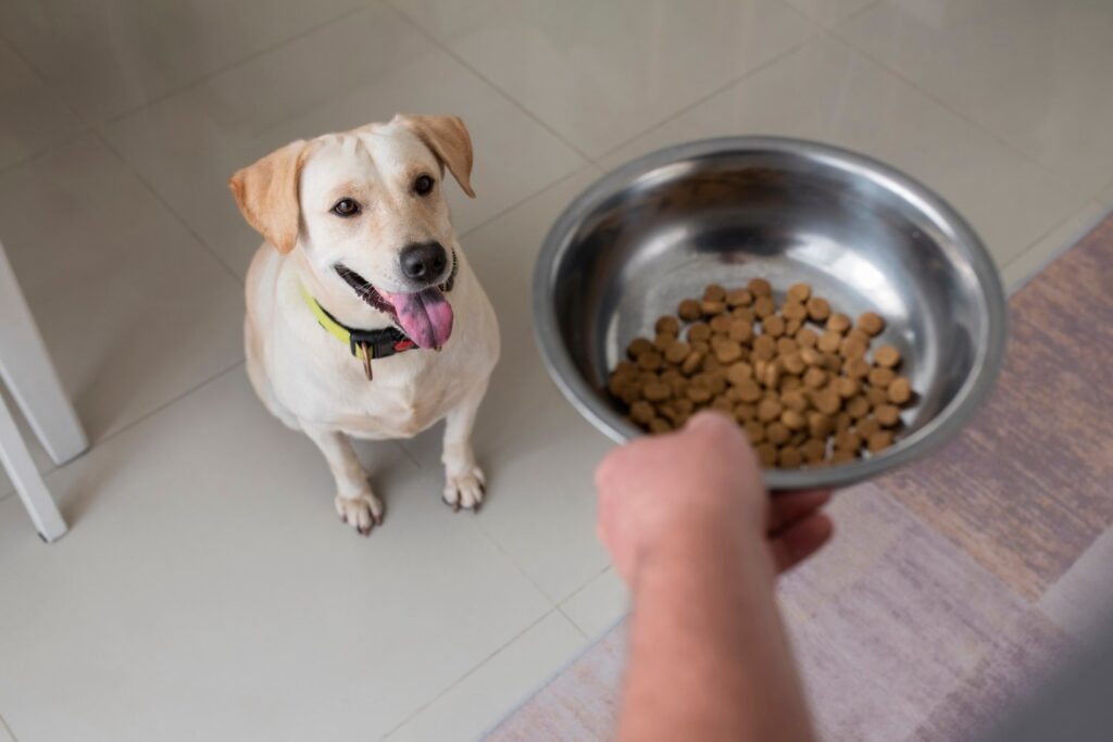 Owner Serving Food Bowl Their Pet Dog