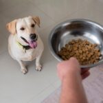 Owner Serving Food Bowl Their Pet Dog